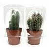 Large Cactus x1