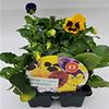 10er-Pack Sommer-Stiefmütterchen