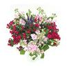 Sainsburys Sainsburys Bouquet Rosée Parfumée Jardin Les couleurs peuvent varier - Acheter en ligne sur McGrocer