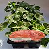 Sainsburys Sainsburys Pelargonia 9pk- Kjøp online hos McGrocer