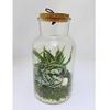 Habitat Closed System Terrarium