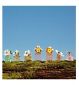 Marc Jacobs Daisy Love Eau So Sweet 100ml, imported from the UK