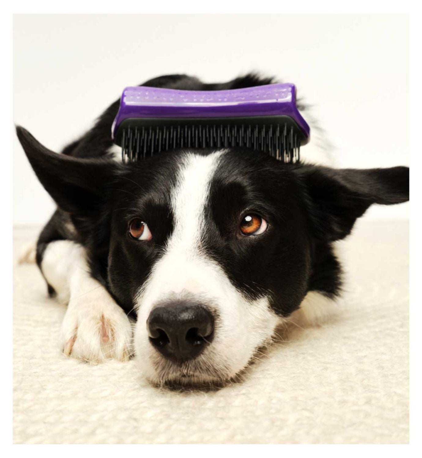 Tangle Teezer pet deshedding brush purple grey (British brand)