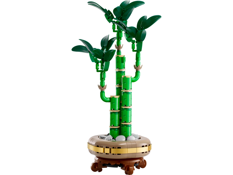 Lucky Bamboo