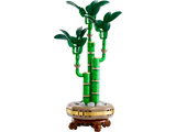 Lucky Bamboo
