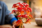 LEGO Japanese Red Maple Bonsai Tree 474 pieces, imported from the UK