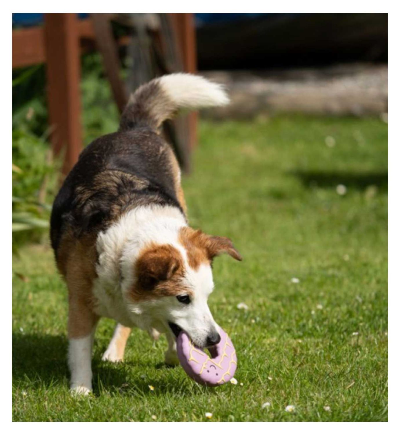 Petface Iced Ring Biscuit latex dog toy - British product