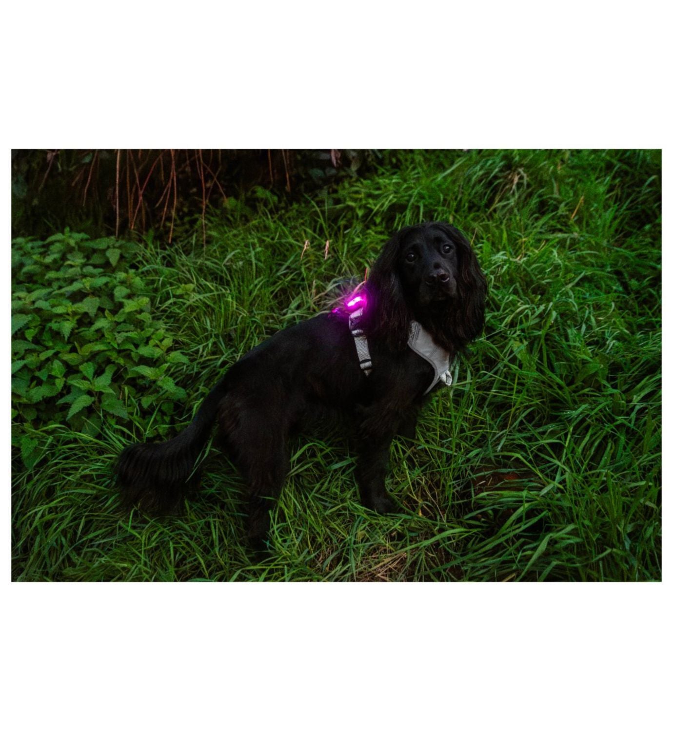 Mountain Paws rechargeable dog safety light, UK version