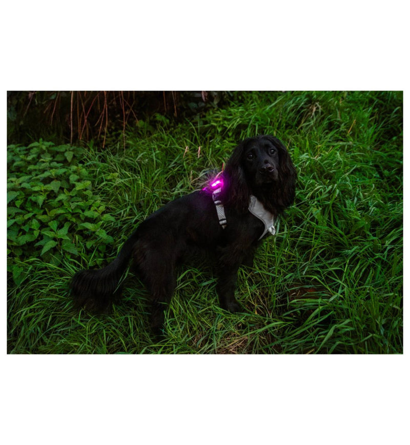 Mountain Paws rechargeable dog safety light, UK version