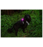 Mountain Paws rechargeable dog safety light, UK version