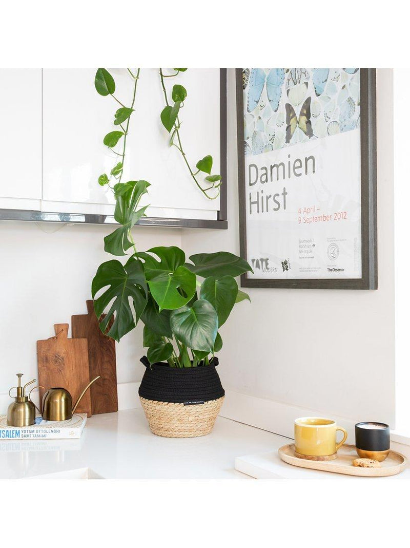 The Little Botanical Monstera Big Belly Basket H60 x W36 x D35 cm, imported from the UK