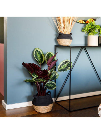 Calathea Husplante med Belly Basket for Innendørs Dekor