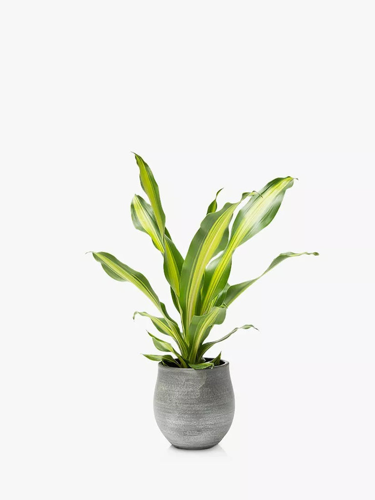 The Little Botanical Dracaena Big Grey Pot