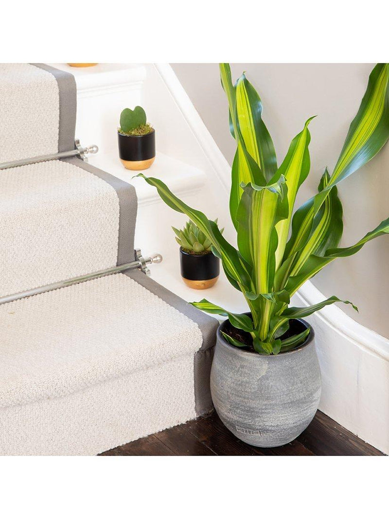 The Little Botanical Dracaena big grey ceramic pot indoor plant (British brand)