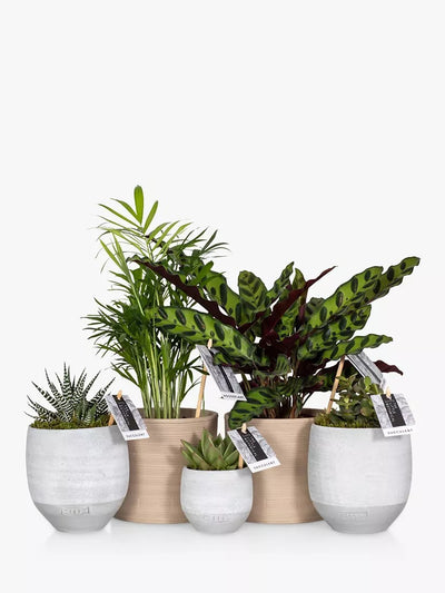The Little Botanical Nytt Hjem Plante Bunnte Innendørs Plantesett 50x18x17cm