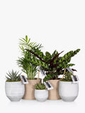 The Little Botanical New Home Plant Bundle