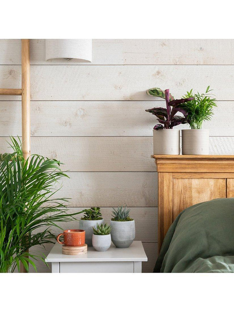 Little Botanical New Home Plant Bundle indoor plants 50x18x17cm (British brand)