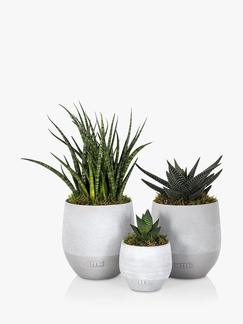 The Little Botanical succulent plant set with Aloe, Sanseveria, and Haworthia in ceramic pots H50xW18xD17 cm (British brand)