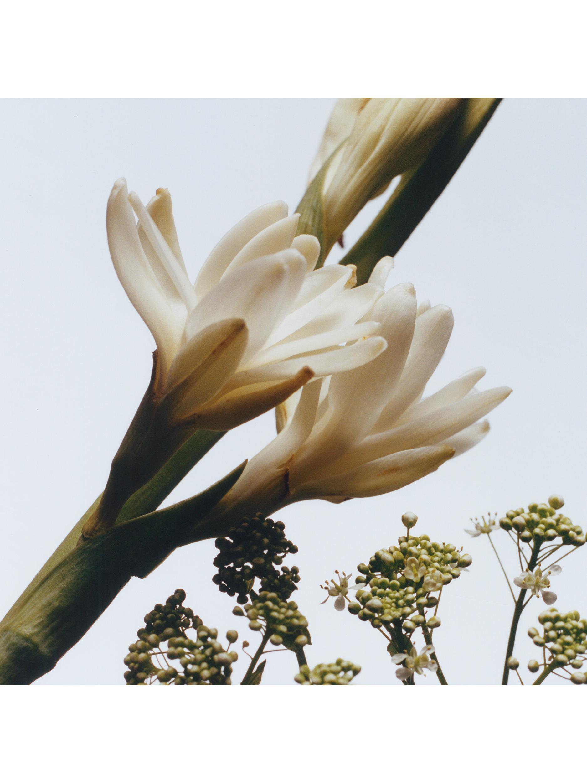 Jo Malone London Tuberose Angelica Body Creme, 200ml