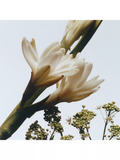 Jo Malone London Tuberose Angelica body creme 200ml, UK version