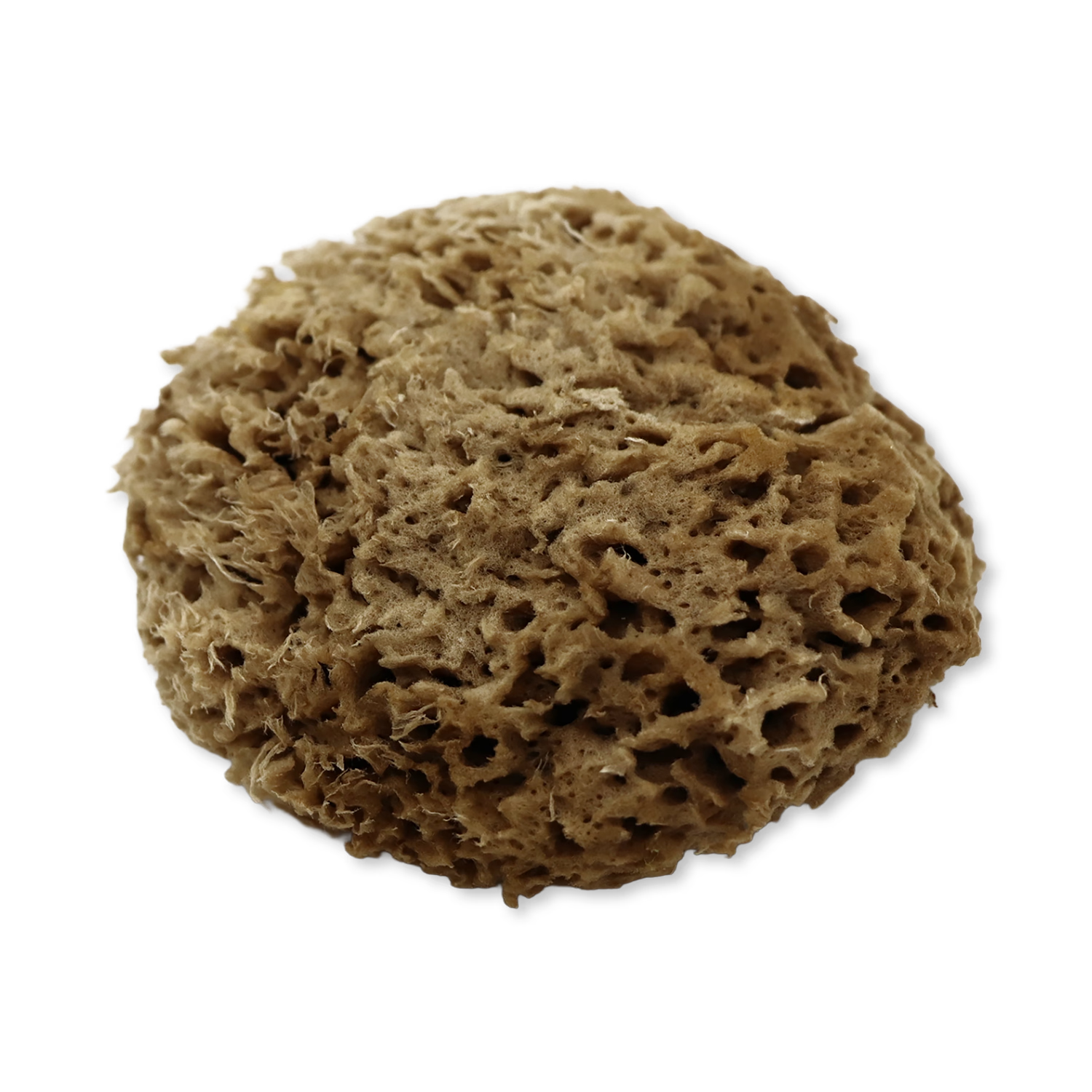 SpongeBox natural sea sponge Soft Serenity 5-5.5 inches - British product
