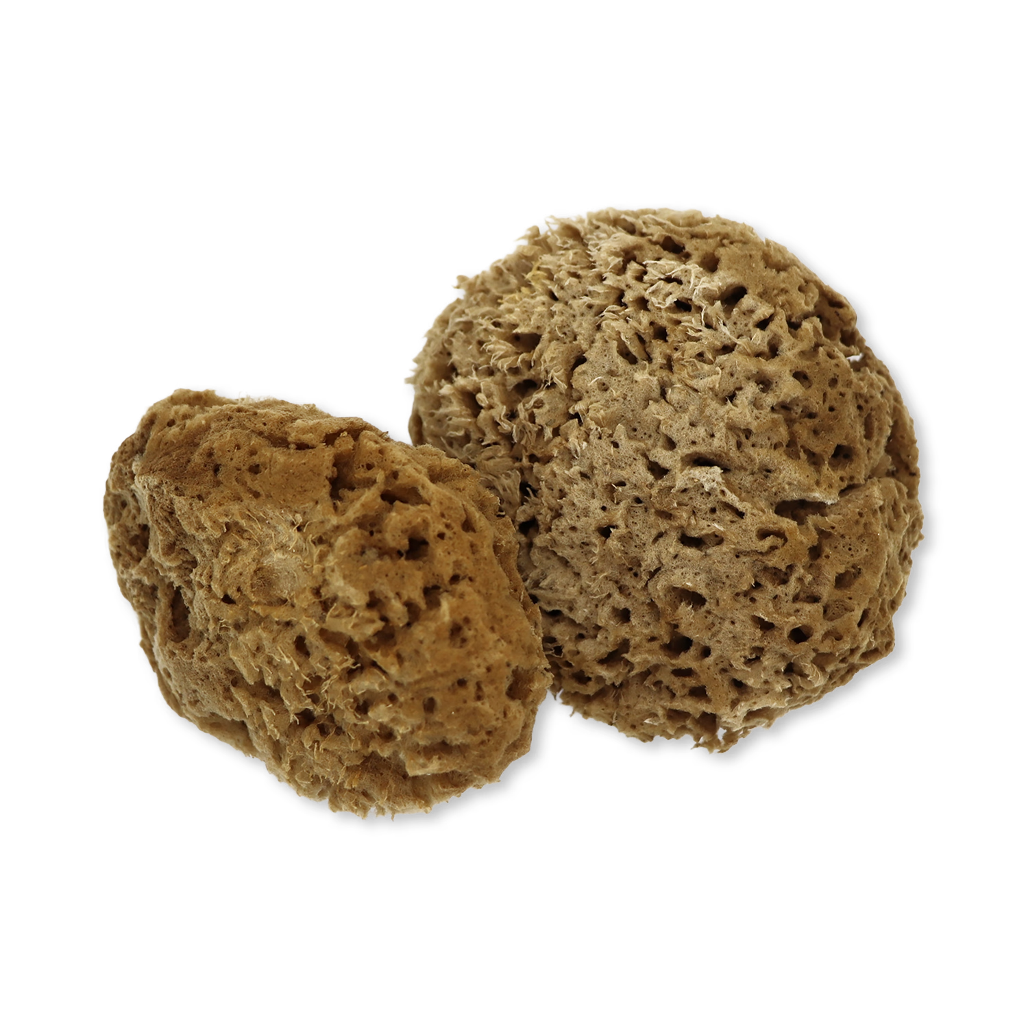 SpongeBox natural sea sponge Soft Serenity 5-5.5 inches - British product