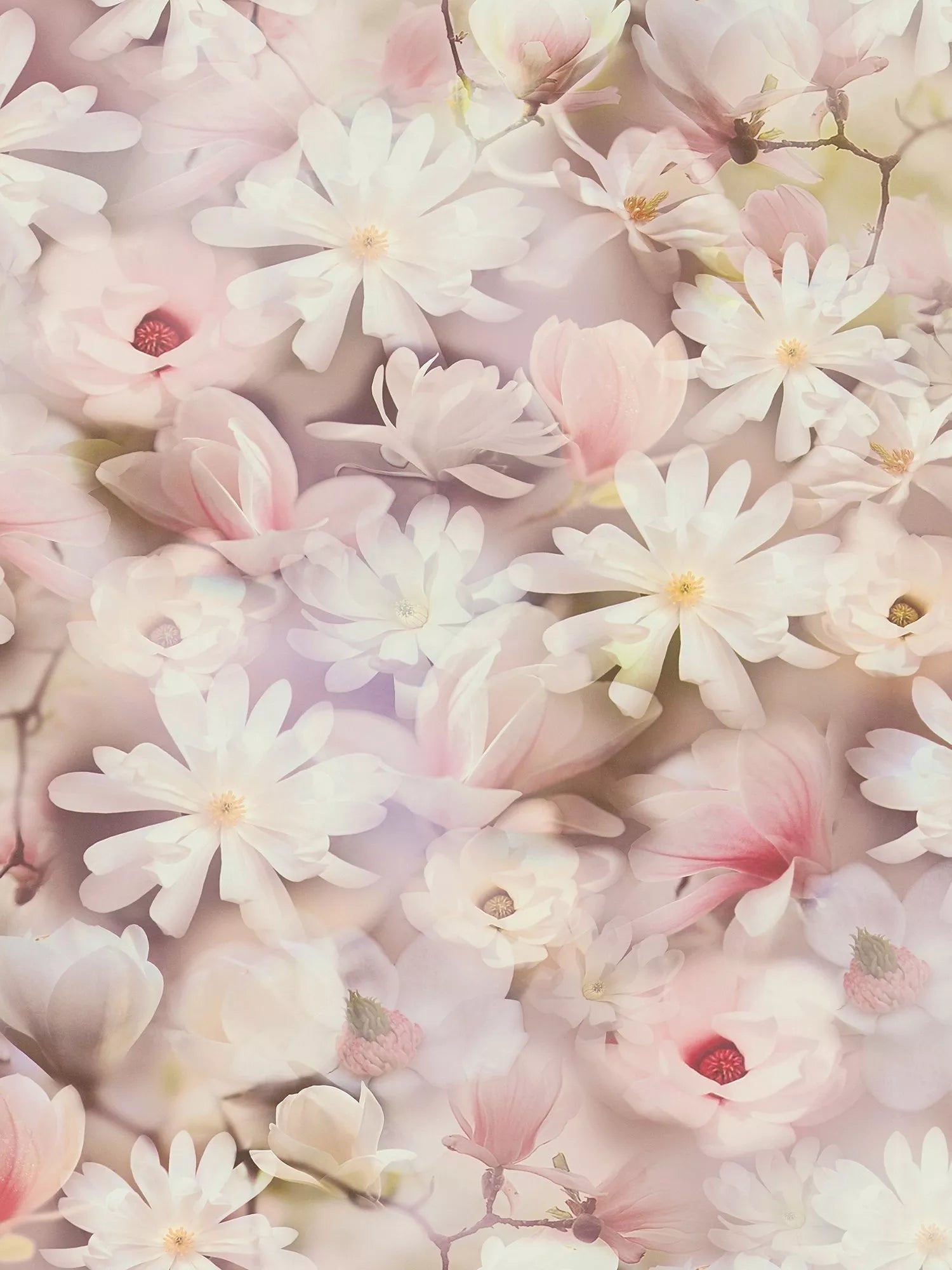 Galerie wallpaper Romantic Daisy Motif L10.05m x W53cm, imported from the UK