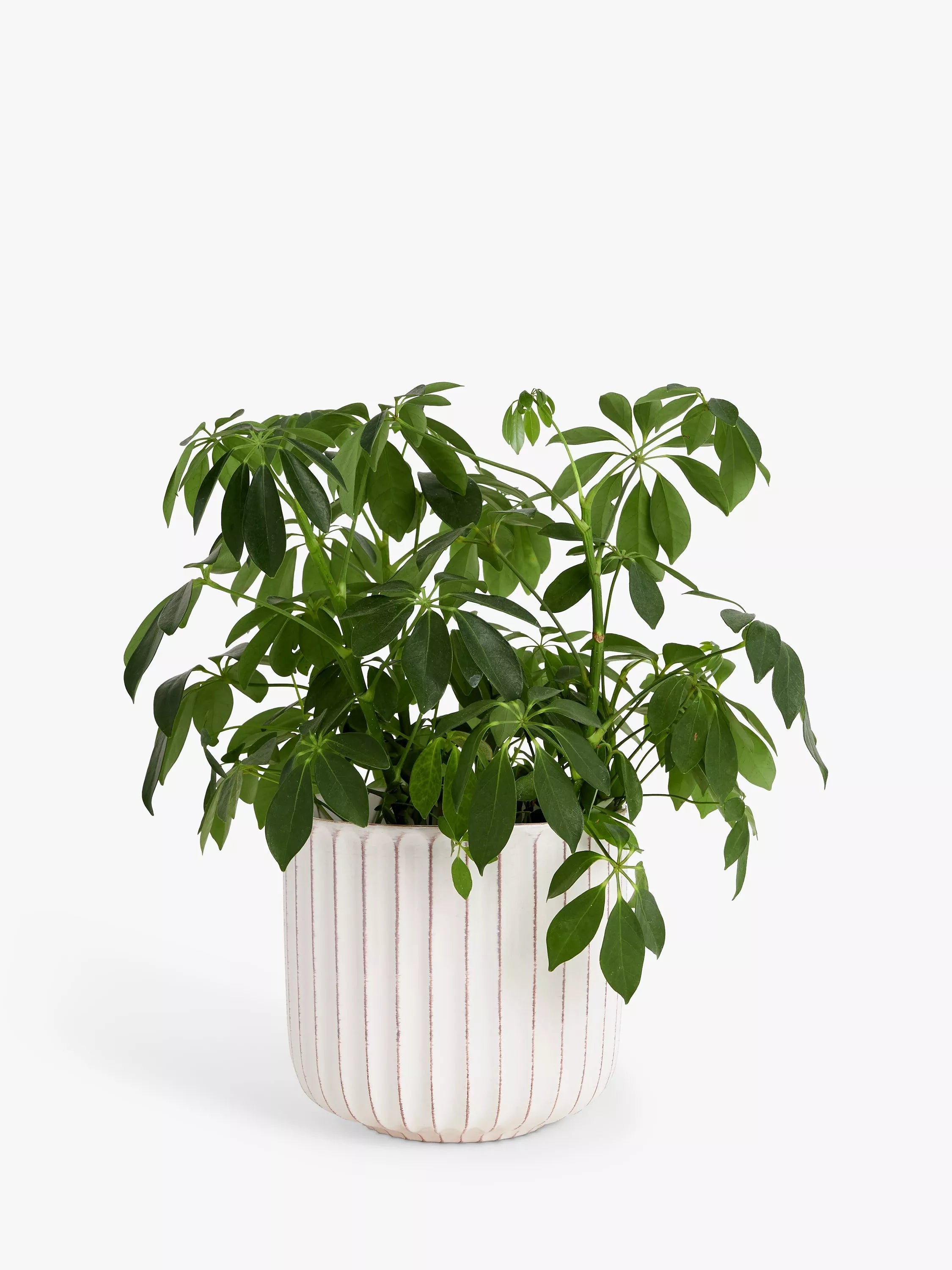 John Lewis indoor planter Country Ribbed White 23cm, imported from the UK