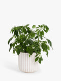 John Lewis indoor planter Country Ribbed White 23cm, imported from the UK