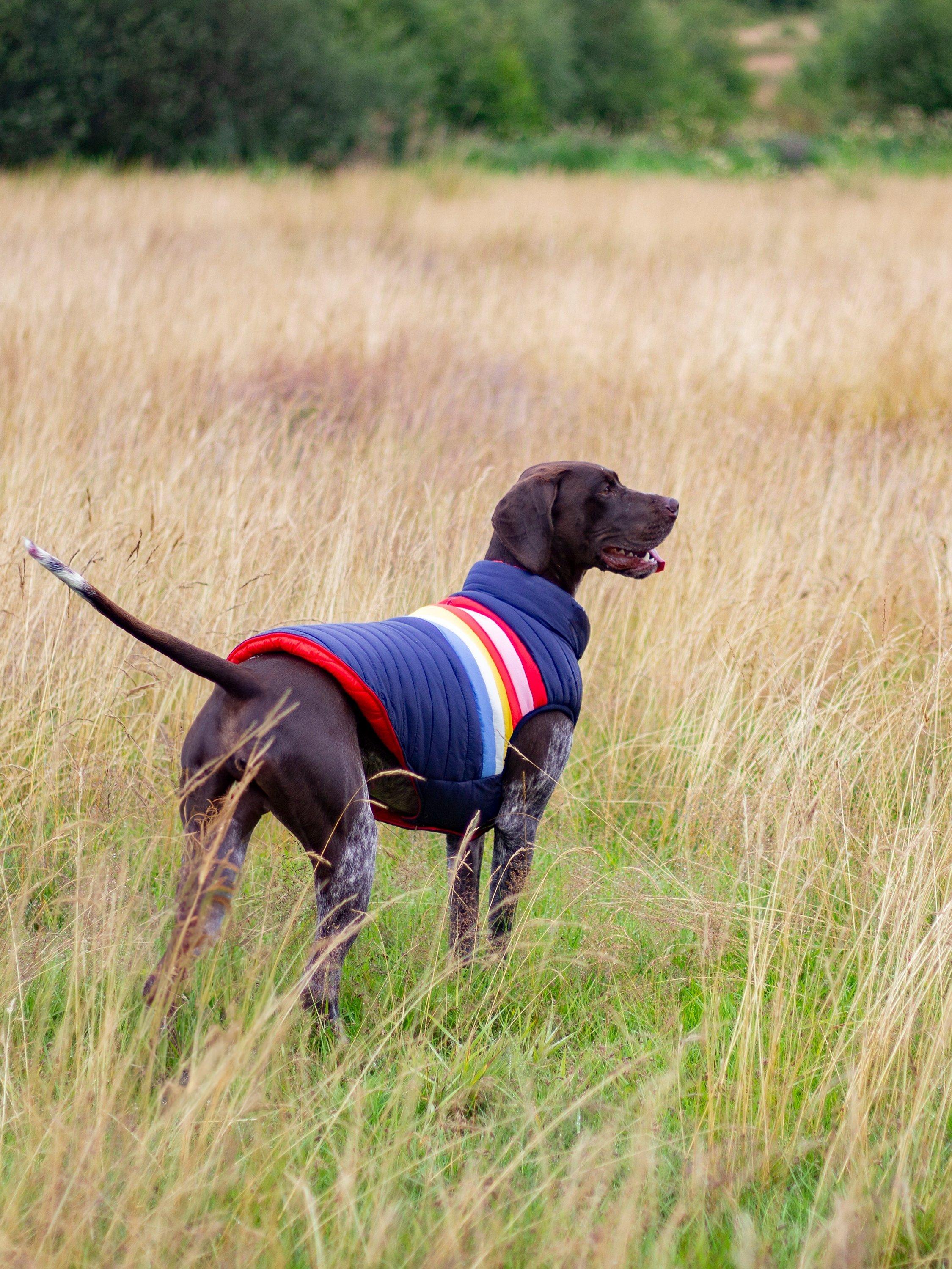 Joules Hundemantel Regenbogenstreifen Multi, UK-Version