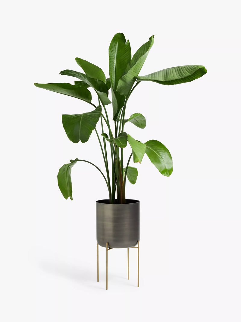 John Lewis large indoor iron planter grey brass stand, imported from the UK