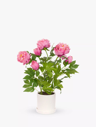 Floralsilk Kunstig Peon i Keramisk Potte, H51cm, Rosa