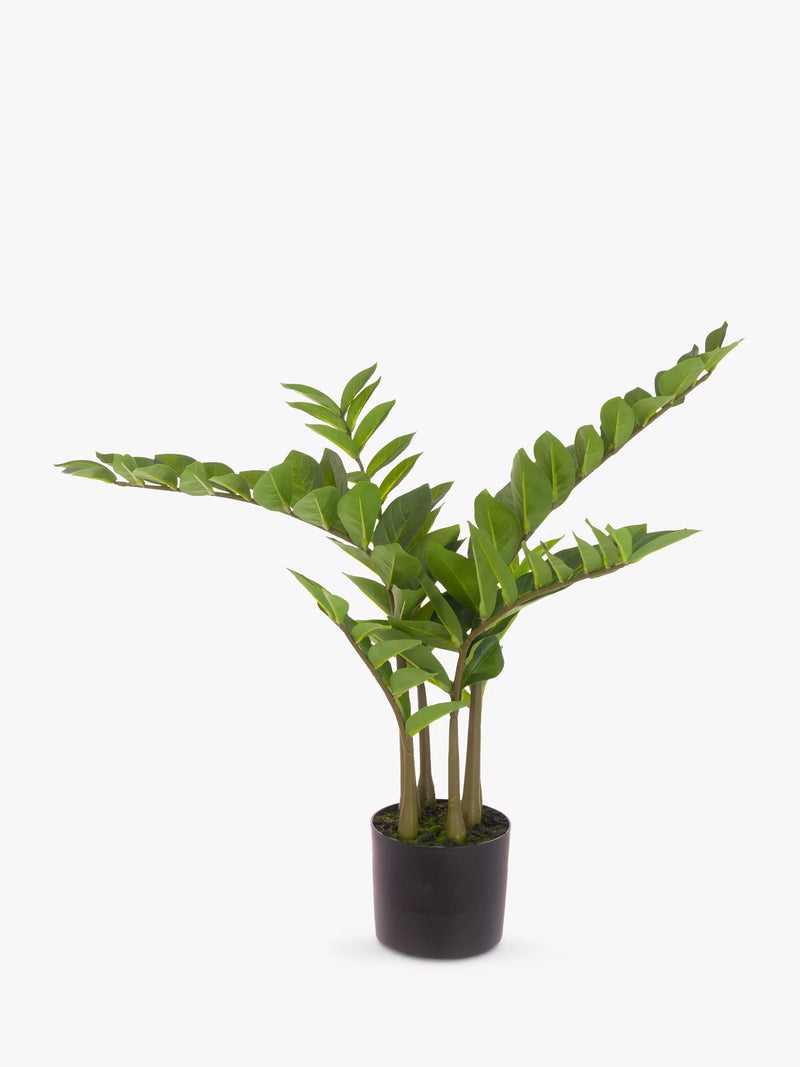 Floralsilk Arbre Zamiifolia artificiel, H75cm, Vert