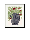 John Lewis La Poire May Tulips framed print 40x50cm (British brand)