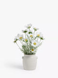 John Lewis artificial cosmos white green ceramic pot, UK version
