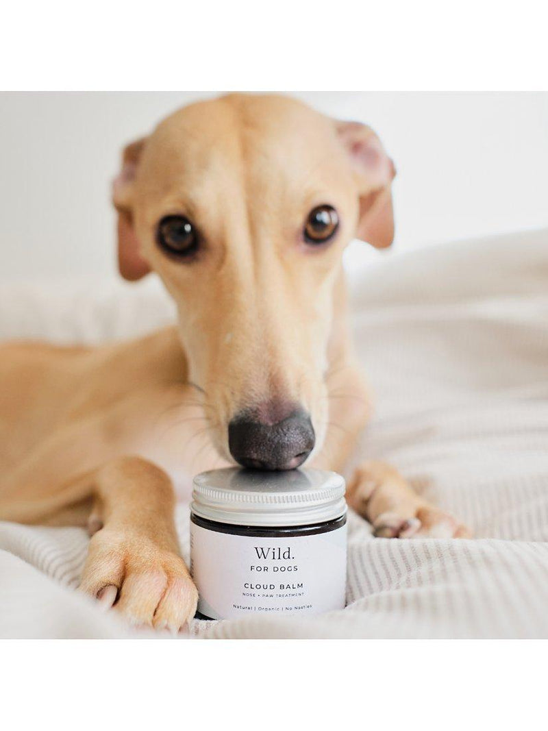 Wild For Dogs nose and paw treatment balm 60ml (British brand)