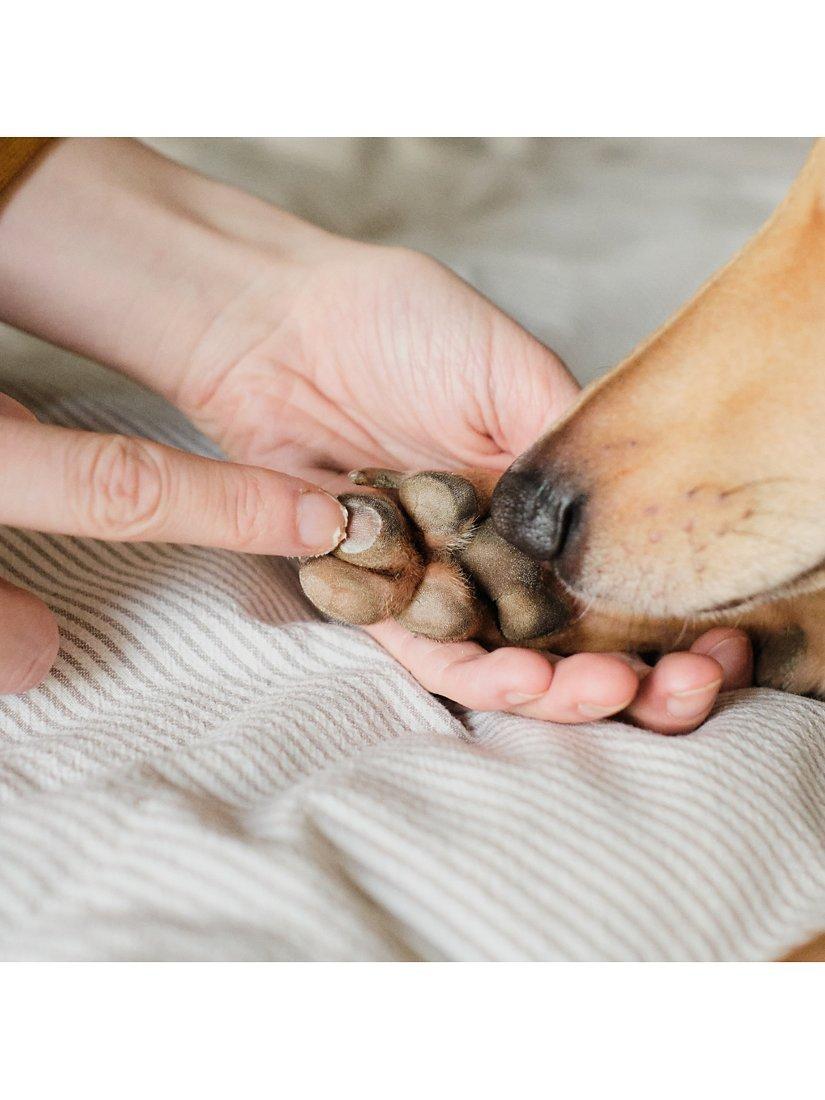 Wild For Dogs nose and paw treatment balm 60ml (British brand)