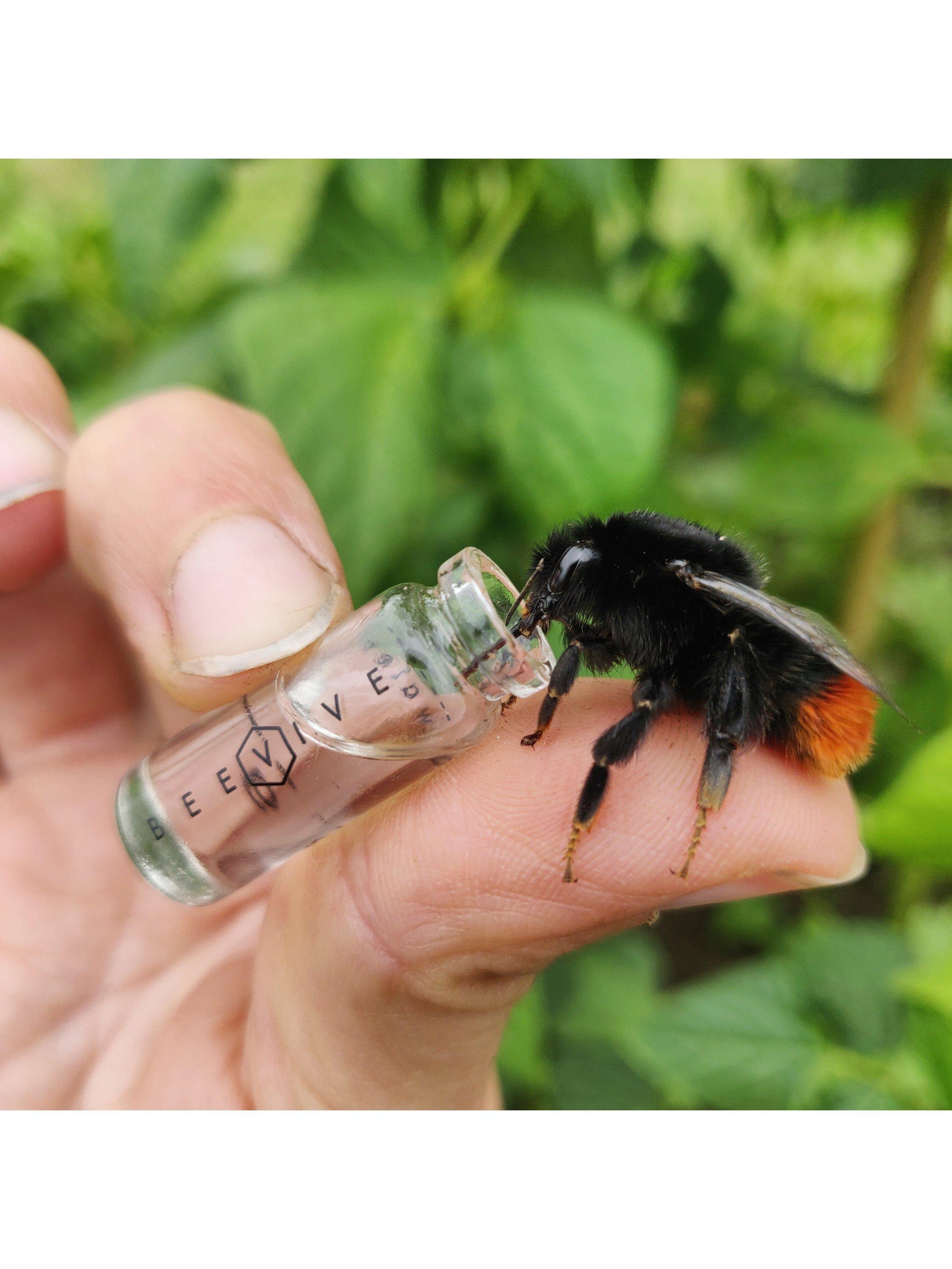 Beevive Original Bee Revival Kit keyring with identification tag, UK version