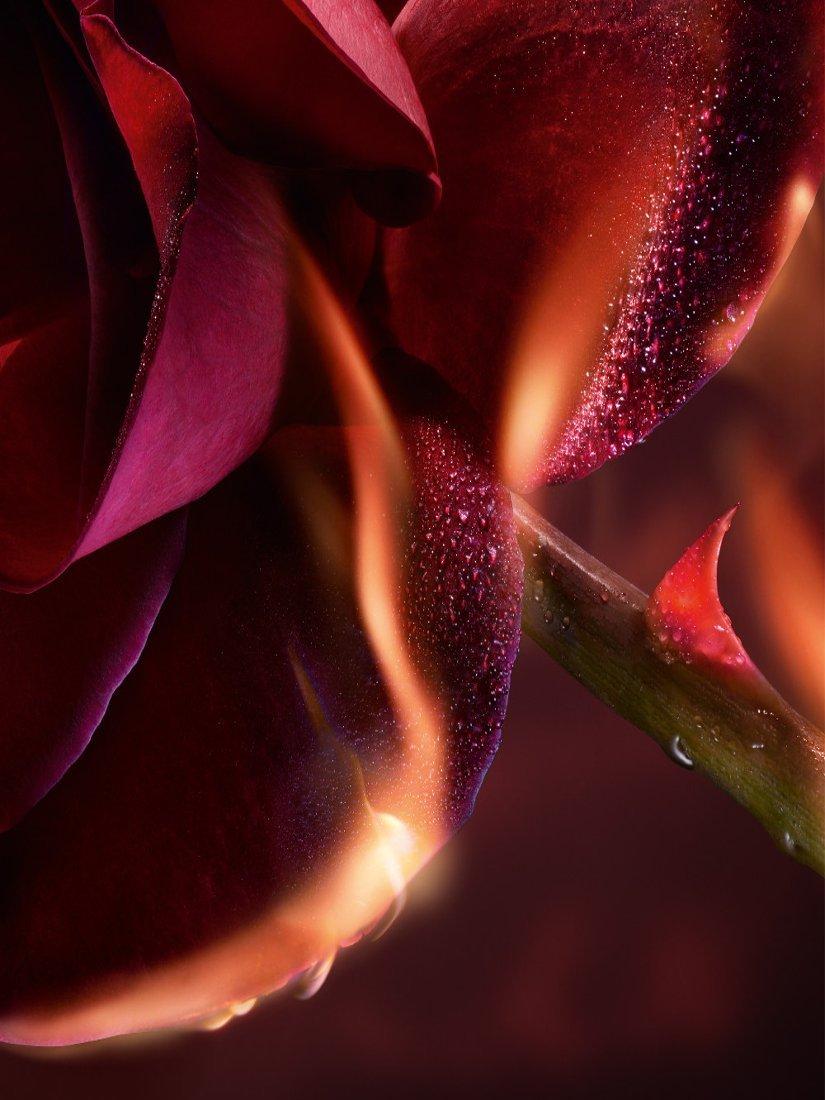 Lancôme I Flamed A Rose Eau de Parfum 100ml, UK version