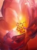 Lancôme Hot As Rose Eau de Parfum 100ml, UK version
