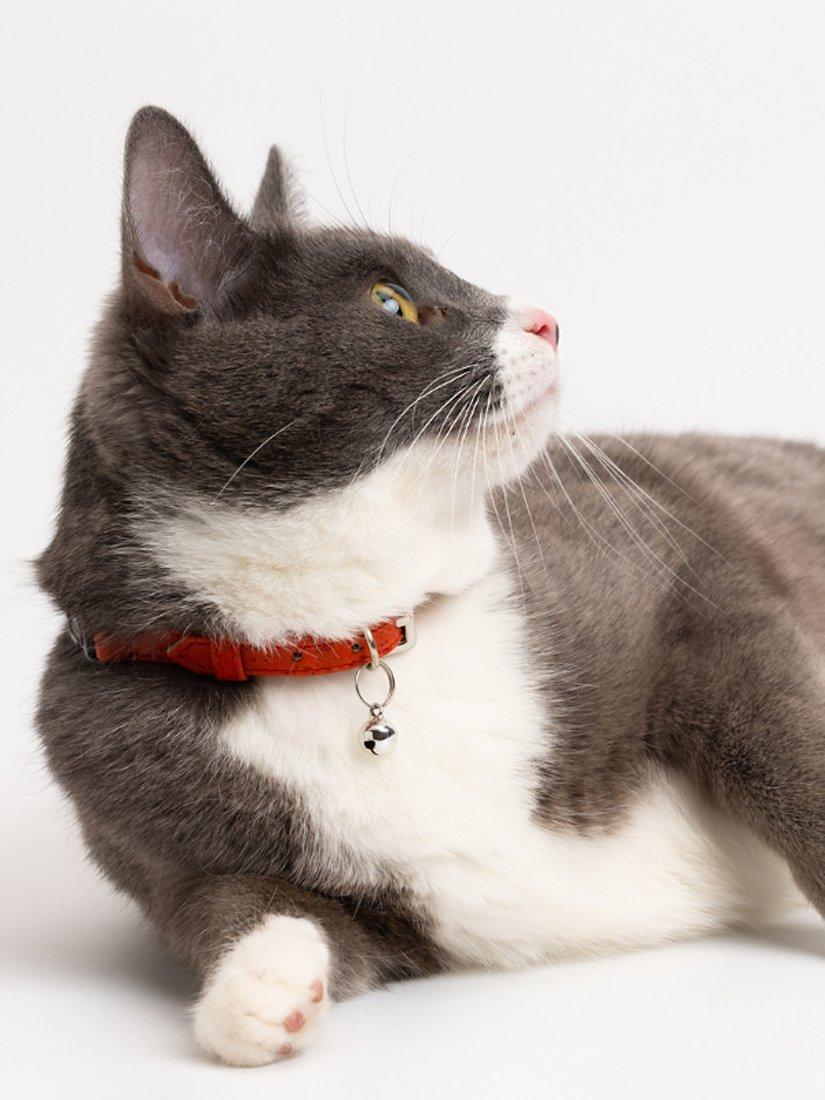 Mimi's Daughters cork cat collar Multi, UK version