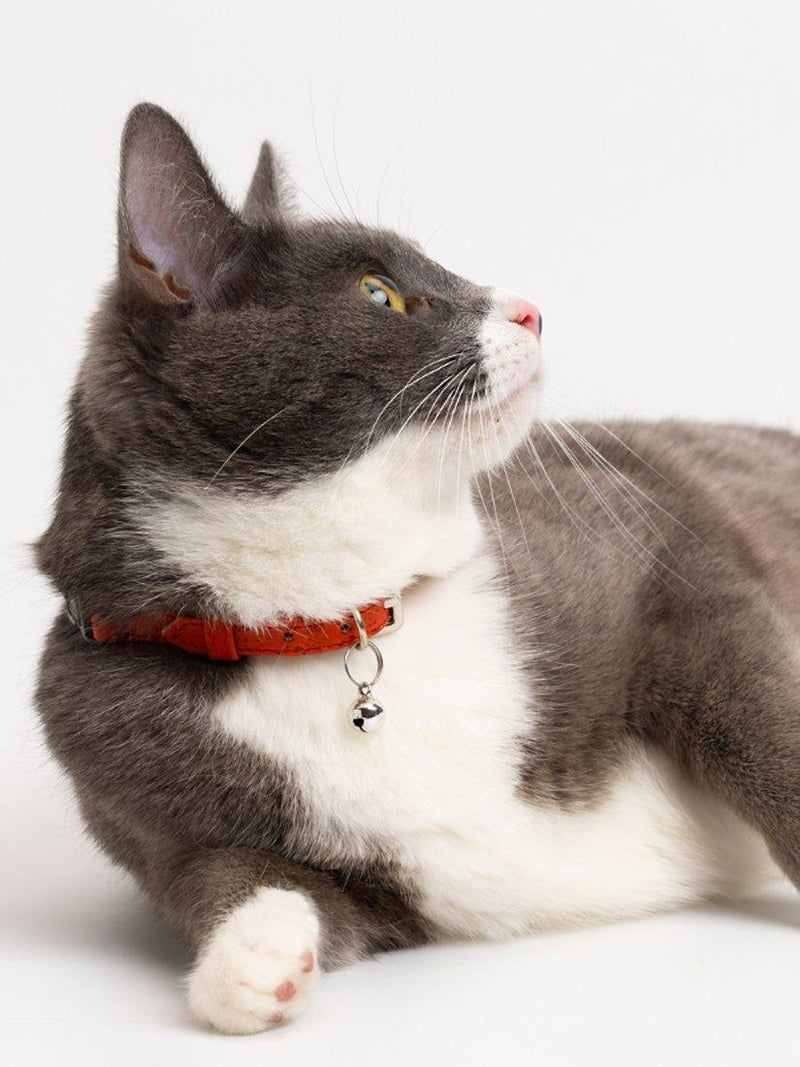 Mimi's Daughters cork cat collar Multi, UK version