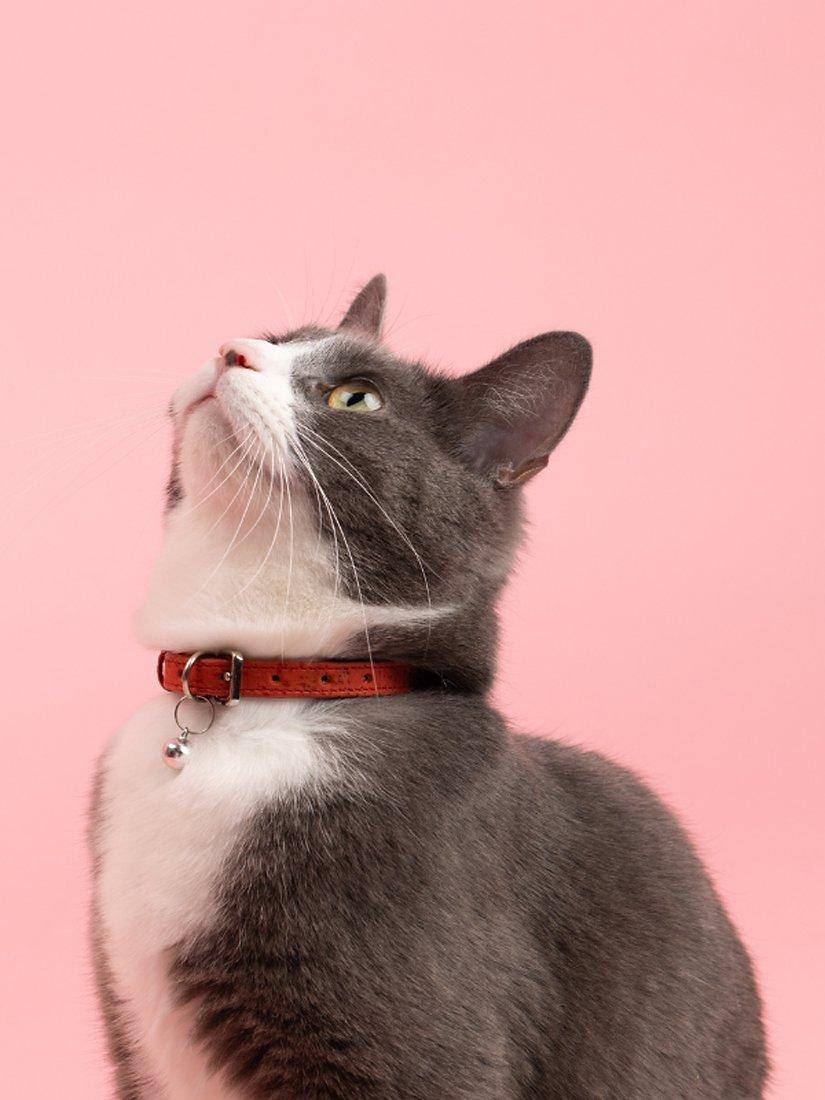 Mimi's Daughters cork cat collar Multi, UK version