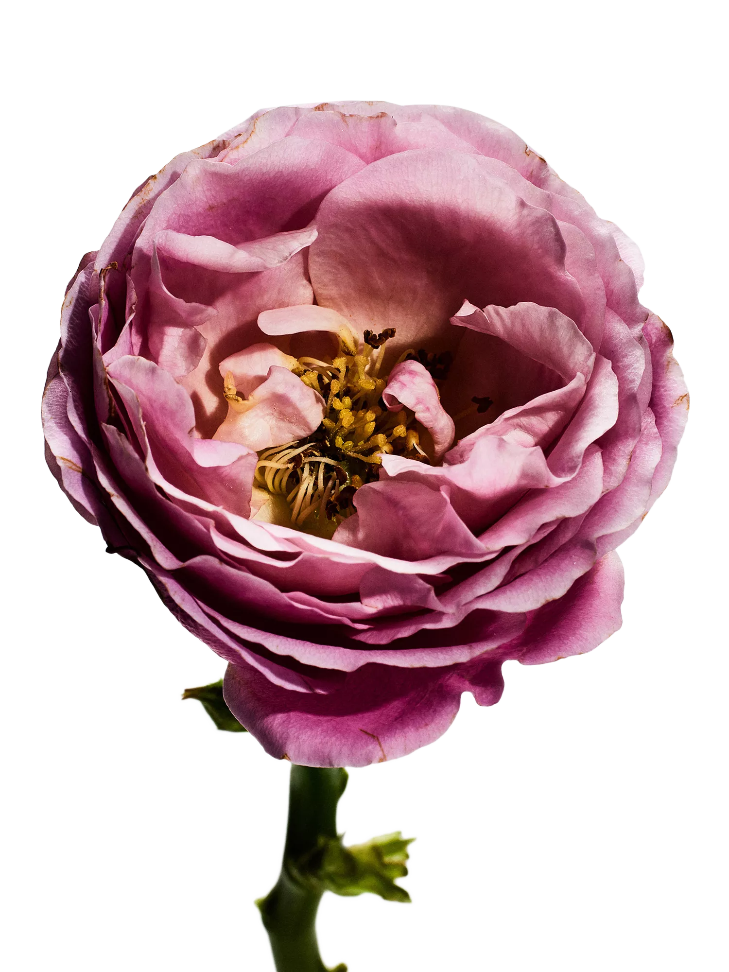 Loewe Rosaleda Eau de Parfum 100ml, imported from the UK