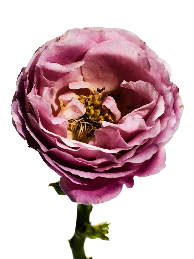 Loewe Rosaleda Eau de Parfum 100ml, imported from the UK