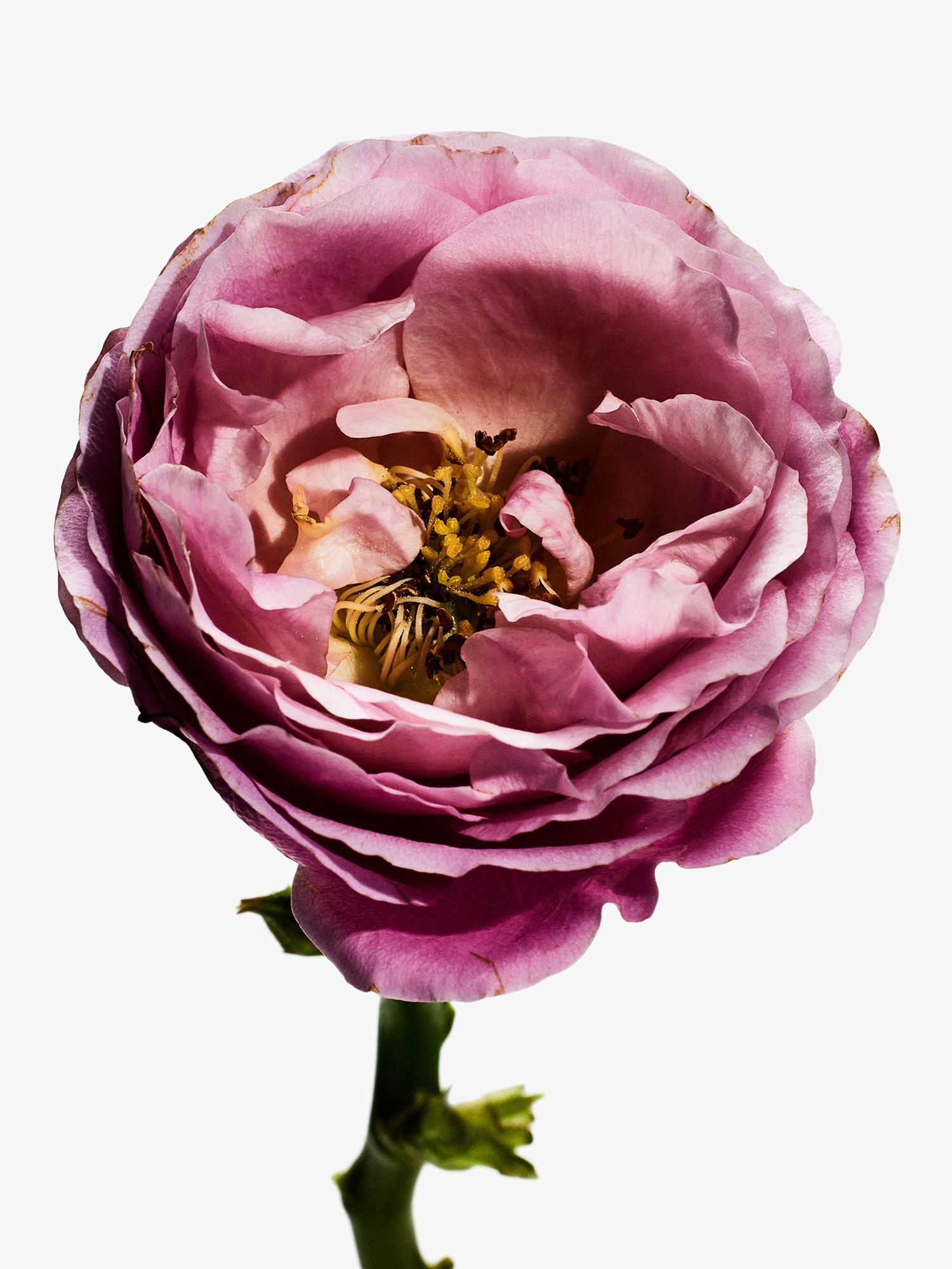 LOEWE Eau de Parfum Rosaleda 100ml - British product