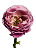 Loewe Rosaleda Eau de Parfum 100ml, imported from the UK