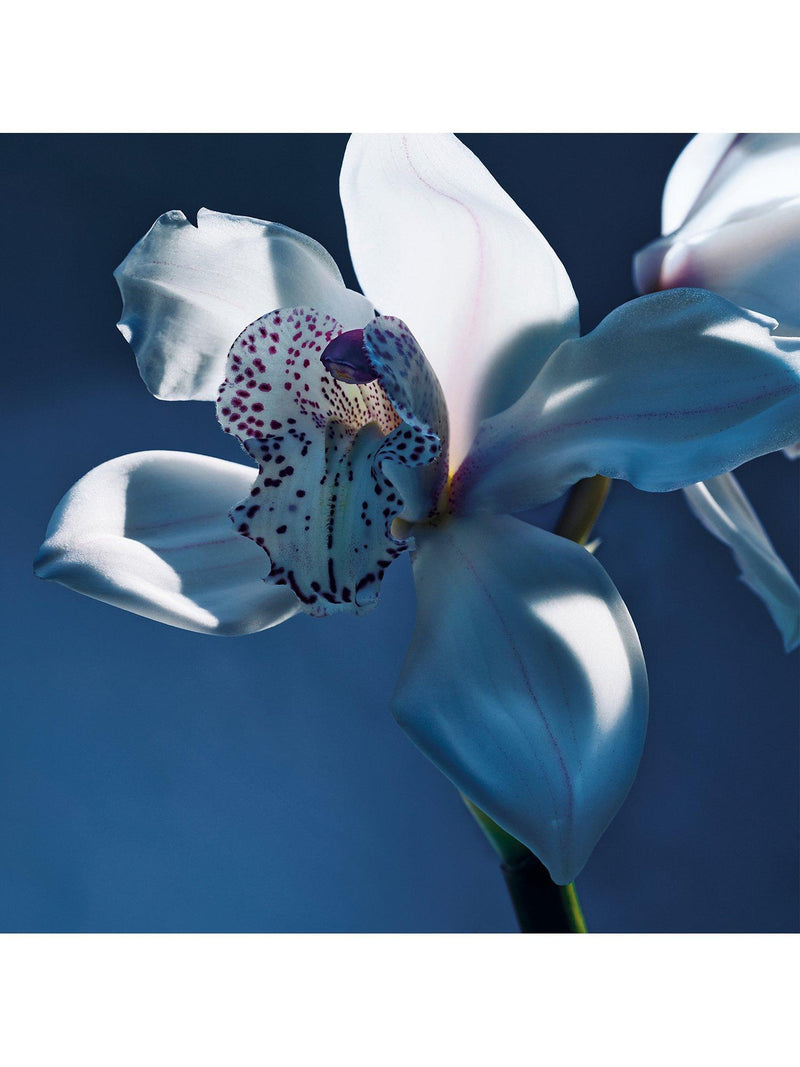 Chloé Orchidée de Minuit Eau de Parfum 150ml, UK version
