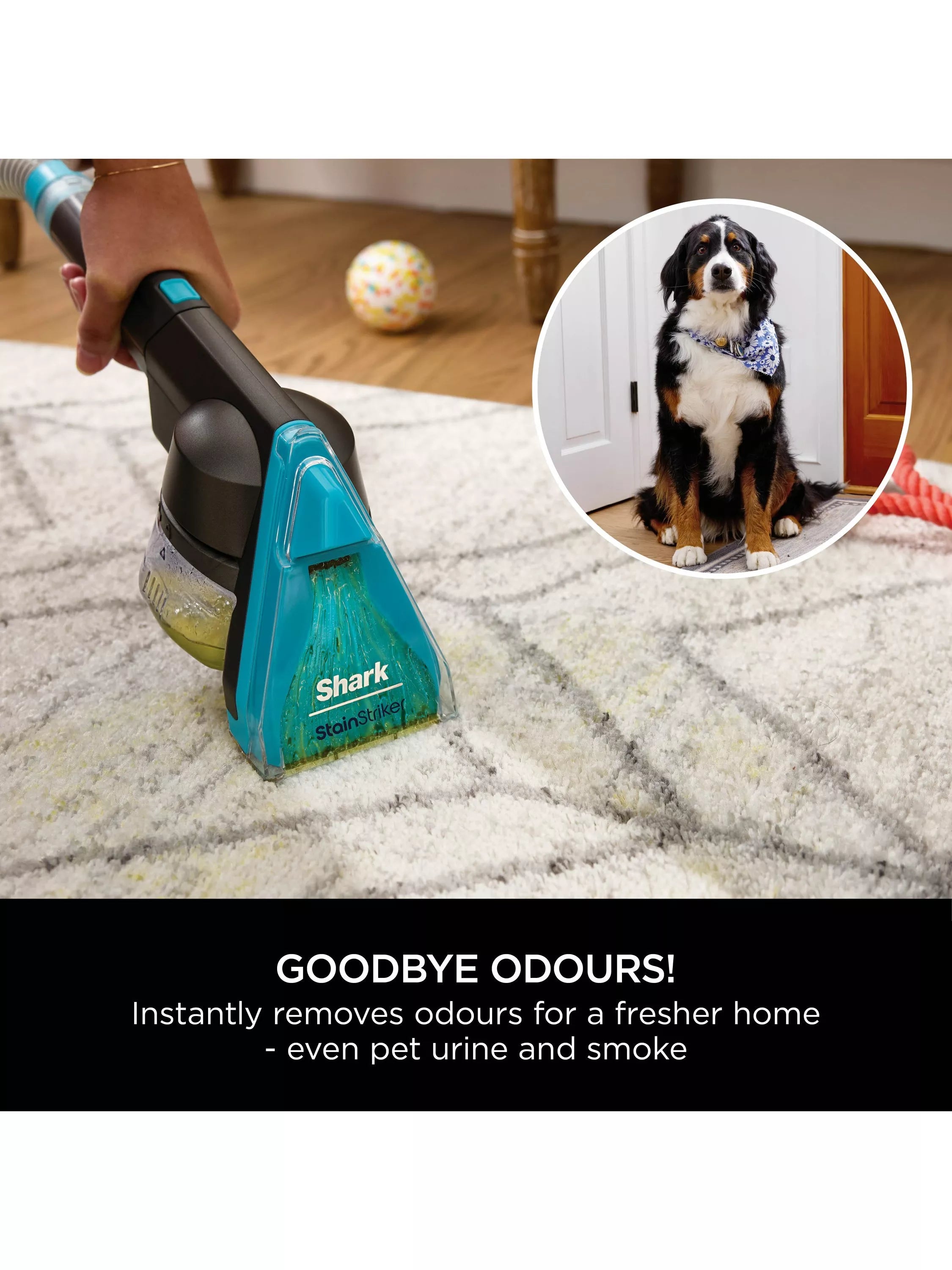 Shark CarpetXpert HairPro Pet Vacuum Cleaner Charcoal Fuchsia (British brand)