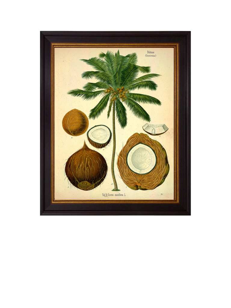 Brookpace Lascelles 'Coconut Palm' Framed Print, 50 x 40cm, Green/Cream